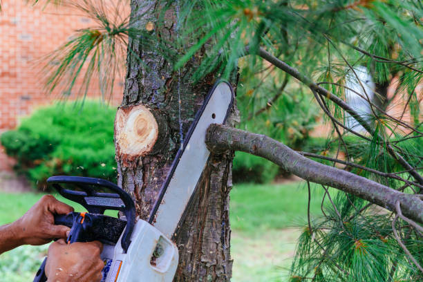 Professional Tree Care Services in Independence, OR